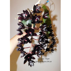 Erikning kiyim-kechak xonasida porno suratga olishi